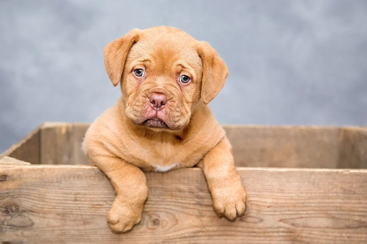 How to Take a Dog on a UK Ferry: Rules, Costs and Pet-Friendly Routes